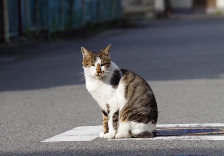 キミも猫背