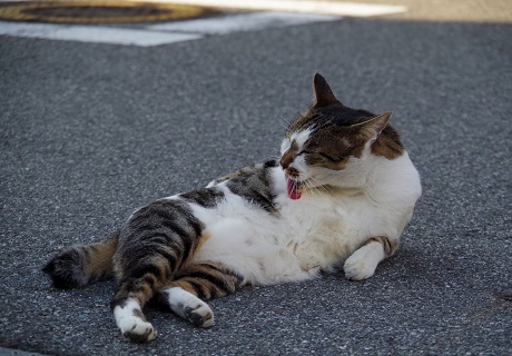 シマシマタイツ着用