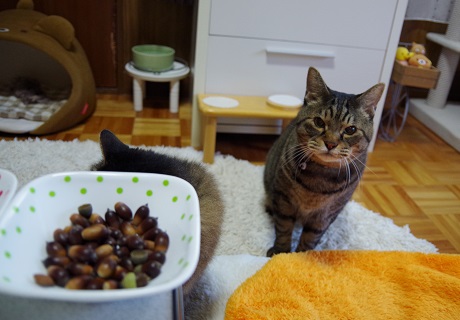 実はクマと猫のハーフ