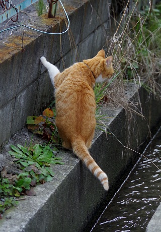 まぶしい白ソックス
