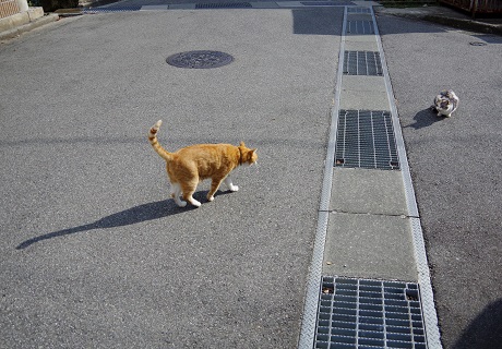 オラオラ元気か~