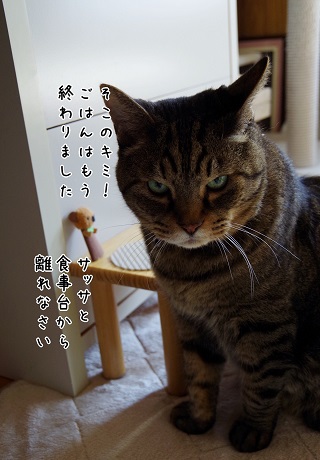 コアラに説得されるタヌキ