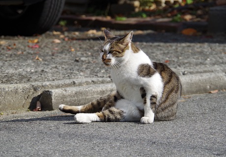 もちっ