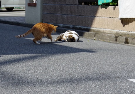 ゴルァ~~っ
