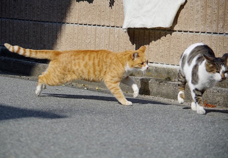見ての通り