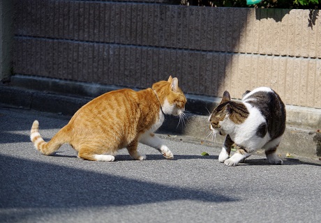 うなーvsボー