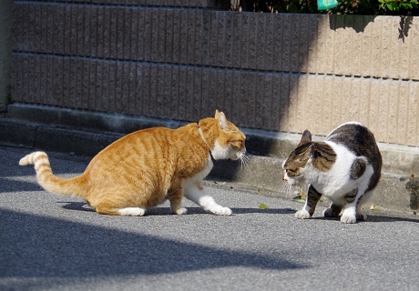 勝敗は