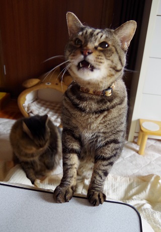 おねないポーズ