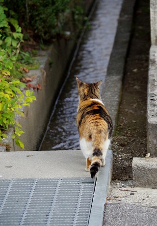 とある朝のかーさん