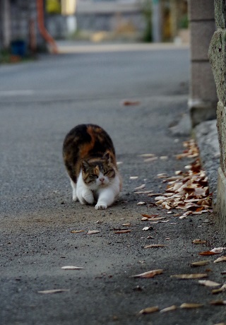 ストレッチ