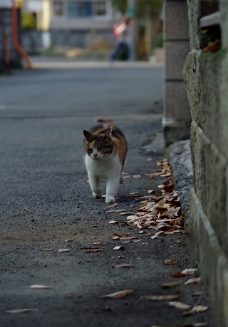 ダダッ