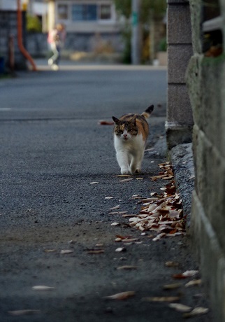 ダッ