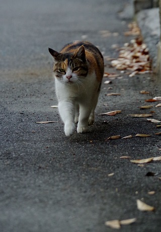 走れかーさん