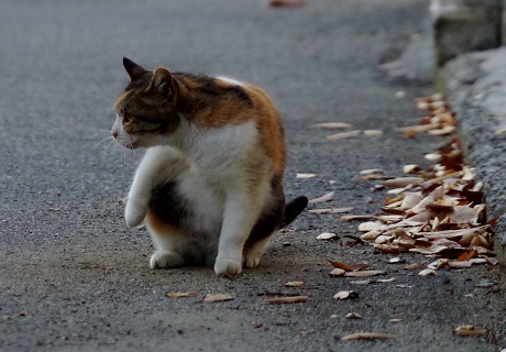 どっこいしょ