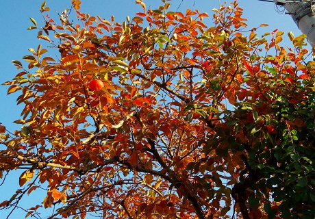 紅葉