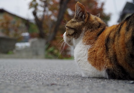 秋の色