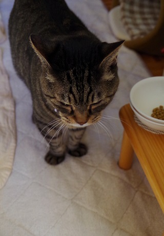 やはり来た