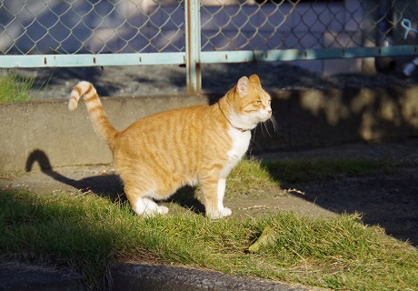 ボボンかっけぇ