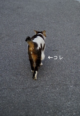 たるんたるん