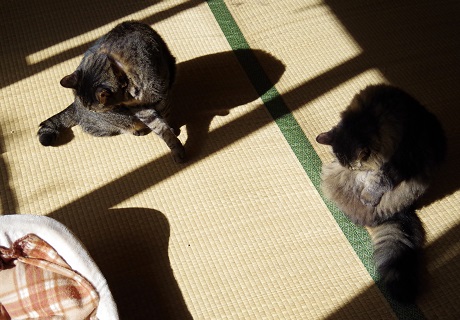 シマシマ団のみなさん