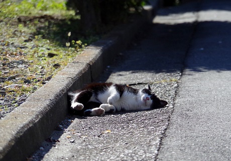 チビたんぬ