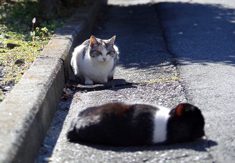 パトラんぬ登場