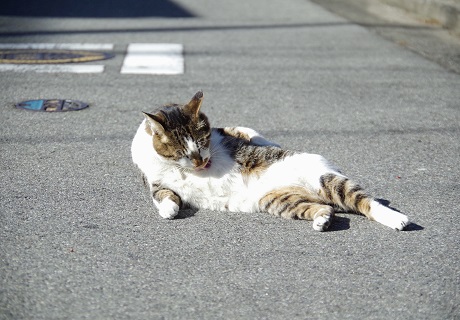 また道路で寝てるよ