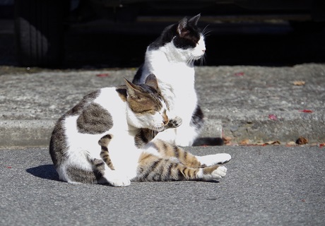 おかえり3号~