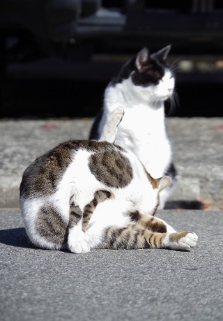どえんどえん