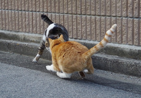 9再び襲撃