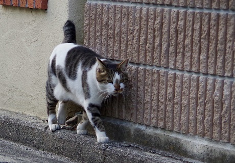 7余裕のよっちゃんですよ