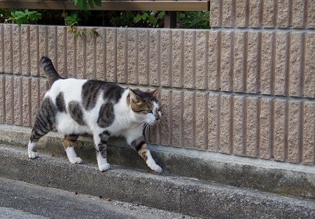 8てくてく