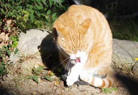 なーんちゃって