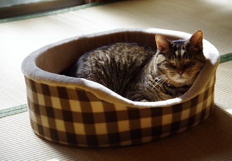 こげ茶だらけ