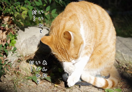 うそ泣き