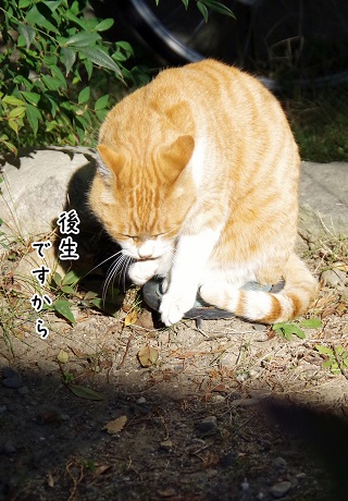 お願い