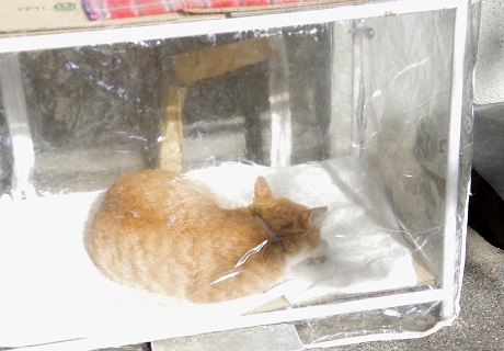 サンルーム1階