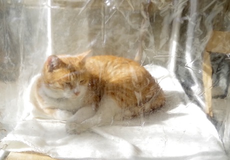 ボーちゃんがボ~っ…