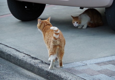 (9)どきどき