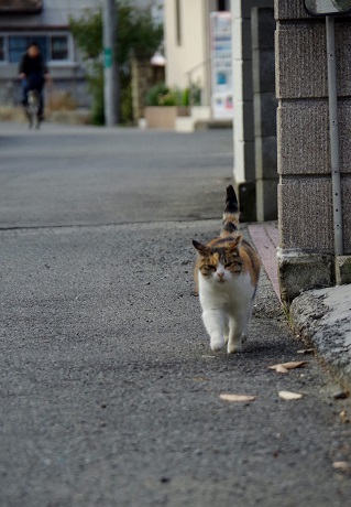 ゴー
