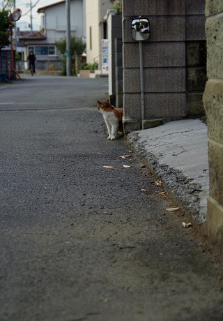 レディー