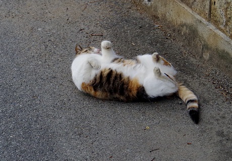 手が招き猫