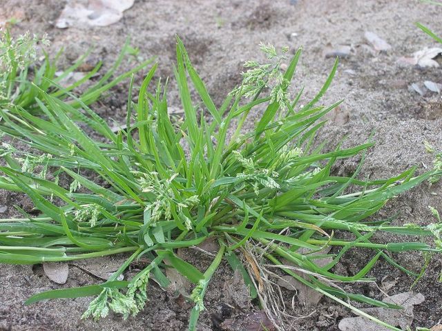 毎日コツコツできるかな 貧乏草 地域でその名がつく植物は違うんです