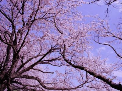 sakura_6_20130322.jpg