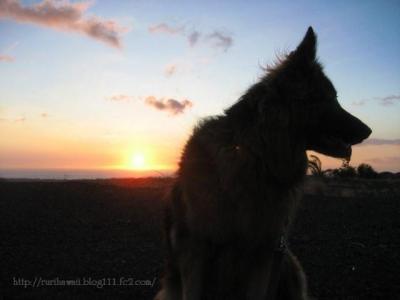 calico & sunset