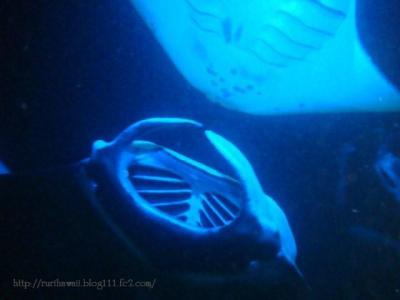 Manta-ray!!