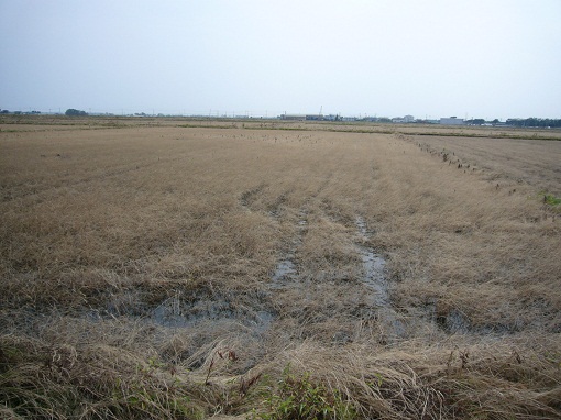 P1030430-1.jpg