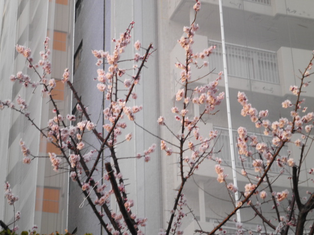 春2