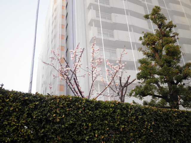 春1