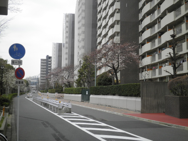 桜通り